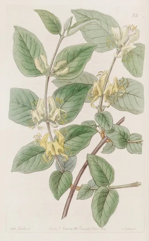 Various Leaved Fly Honeysuckle Wall Art by Sydenham Edwards - High-Resolution Digital Print