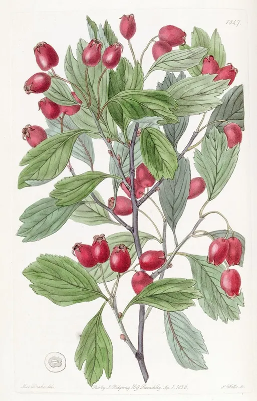 Various Leaved Hawthorn Wall Art by Sydenham Edwards - High-Resolution Digital Print
