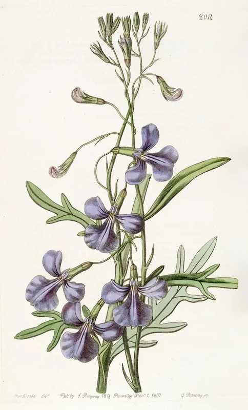 Various Leaved Lobelia Wall Art by Sydenham Edwards - High-Resolution Digital Print