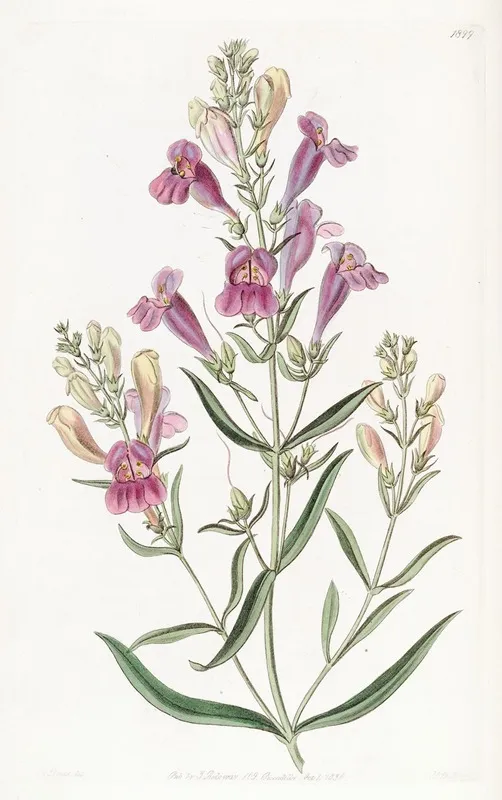 Various Leaved Pentstemon Wall Art by Sydenham Edwards - High-Resolution Digital Print