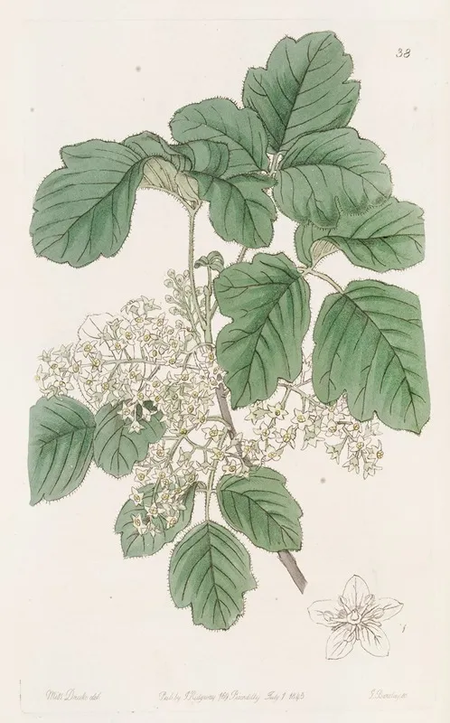 Various Leaved Poison Oak Wall Art by Sydenham Edwards - High-Resolution Digital Print