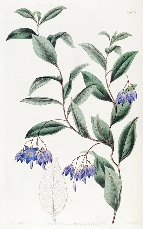 Various Leaved Sollya Wall Art by Sydenham Edwards - High-Resolution Digital Print
