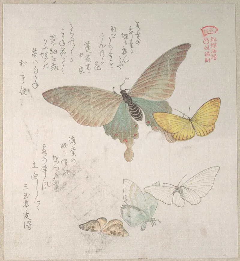 Various Moths And Butterflies 2