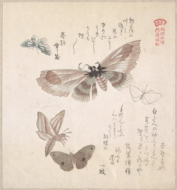 Various Moths And Butterflies 3