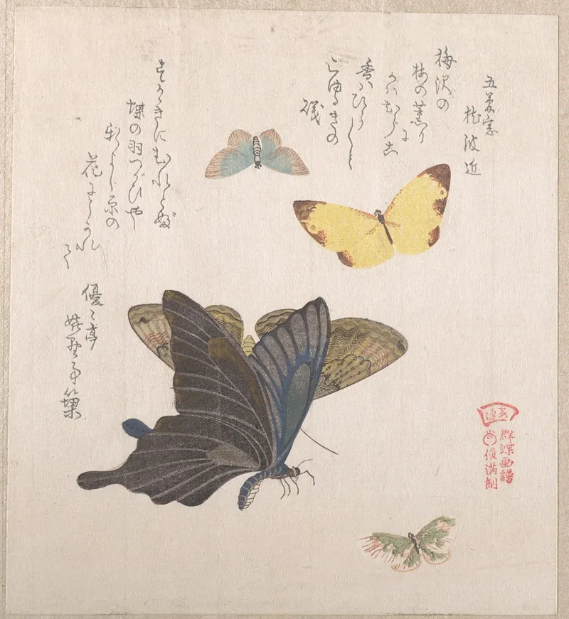 Various Moths And Butterflies 4