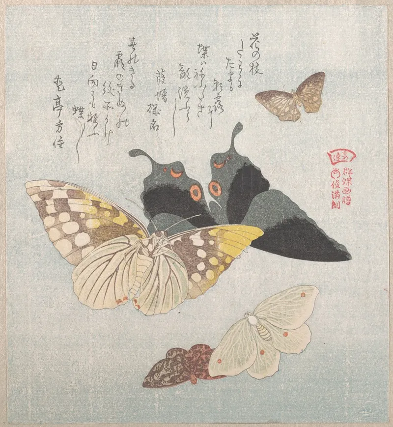 Various Moths And Butterflies 5