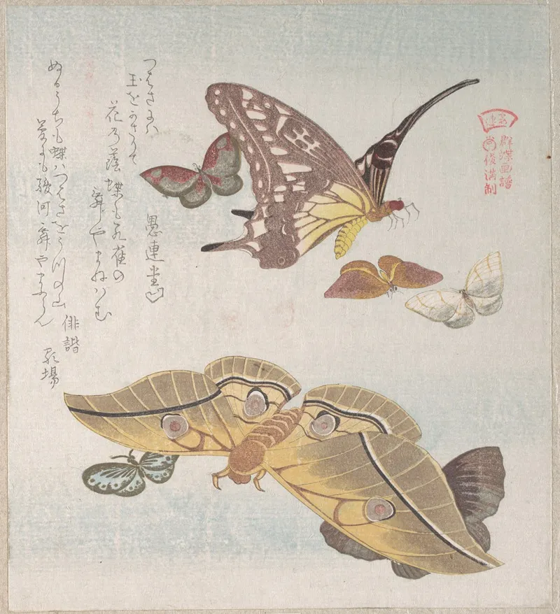 Various Moths And Butterflies