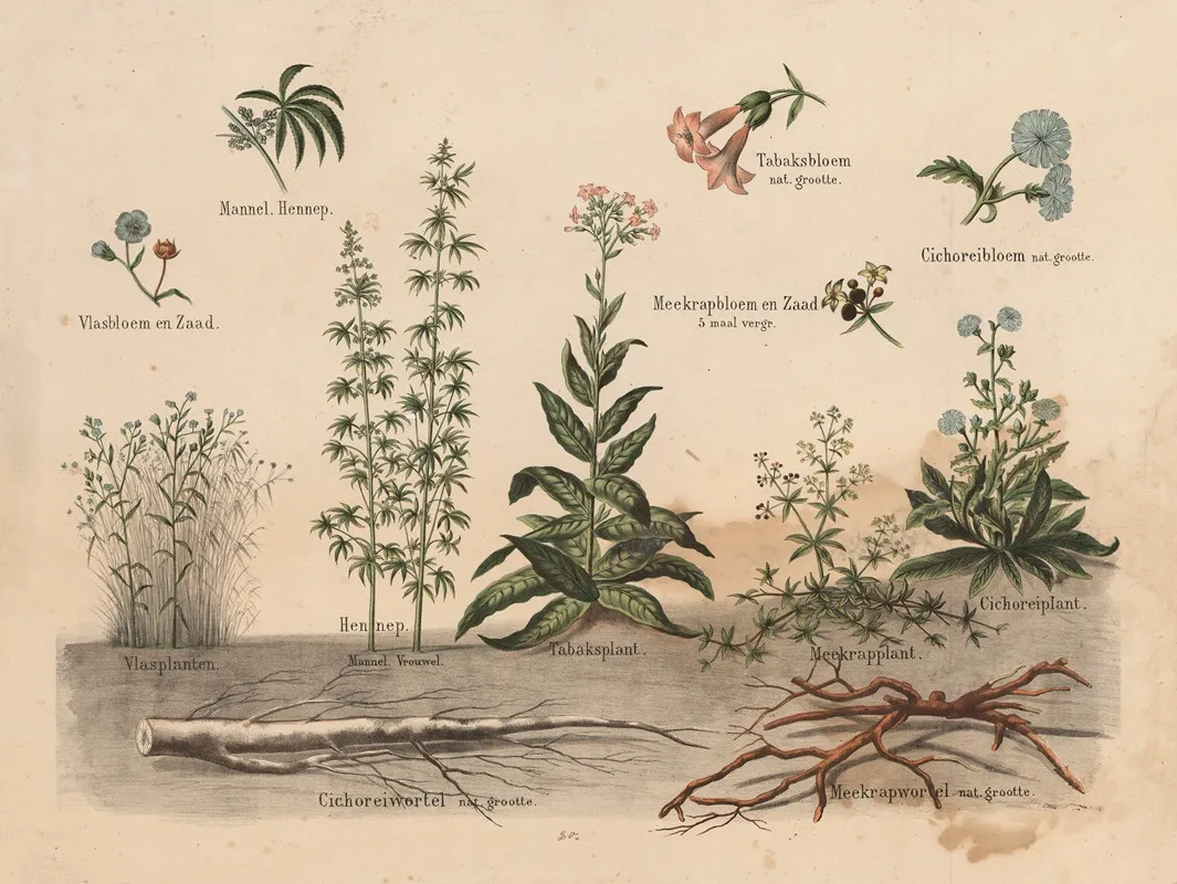 Various Plants Wall Art by Hendrik Jan van Lummel - High-Resolution Digital Print