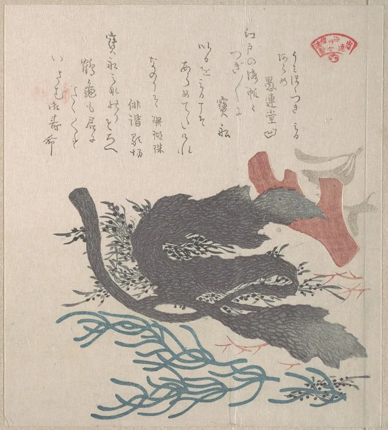 Various Seaweed