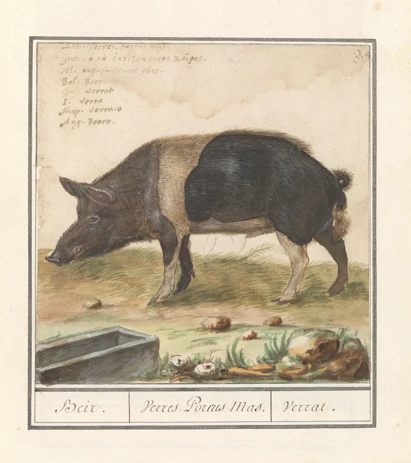 Varken Sus Scrofa Domesticus Beir Verres Porcus Mas Verrat Wall Art by Anselmus Boëtius de Boodt - High-Resolution Digital Print
