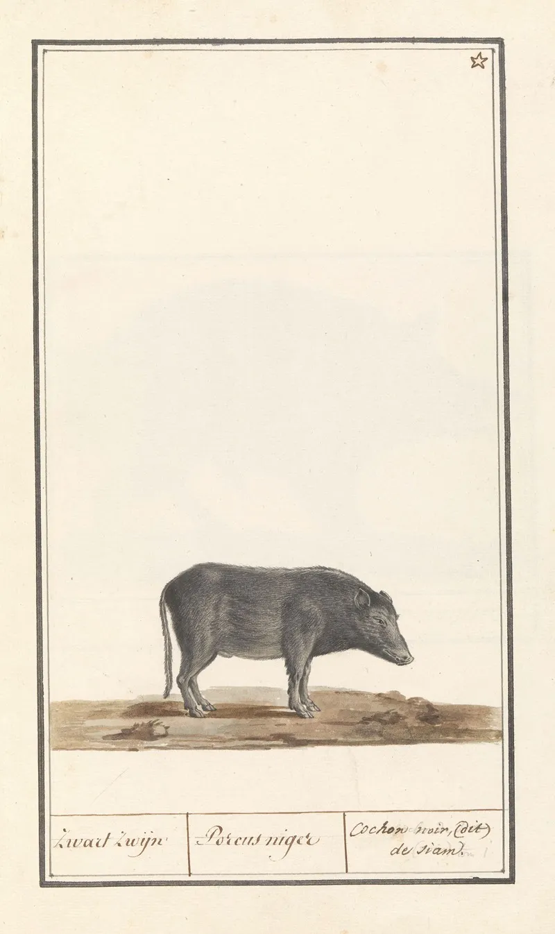 Varken Sus Scrofa Domesticus Zwart Zwijn Porcus Niger Cochon Noir Dit De Siam Wall Art by Anselmus Boëtius de Boodt - High-Resolution Digital Print