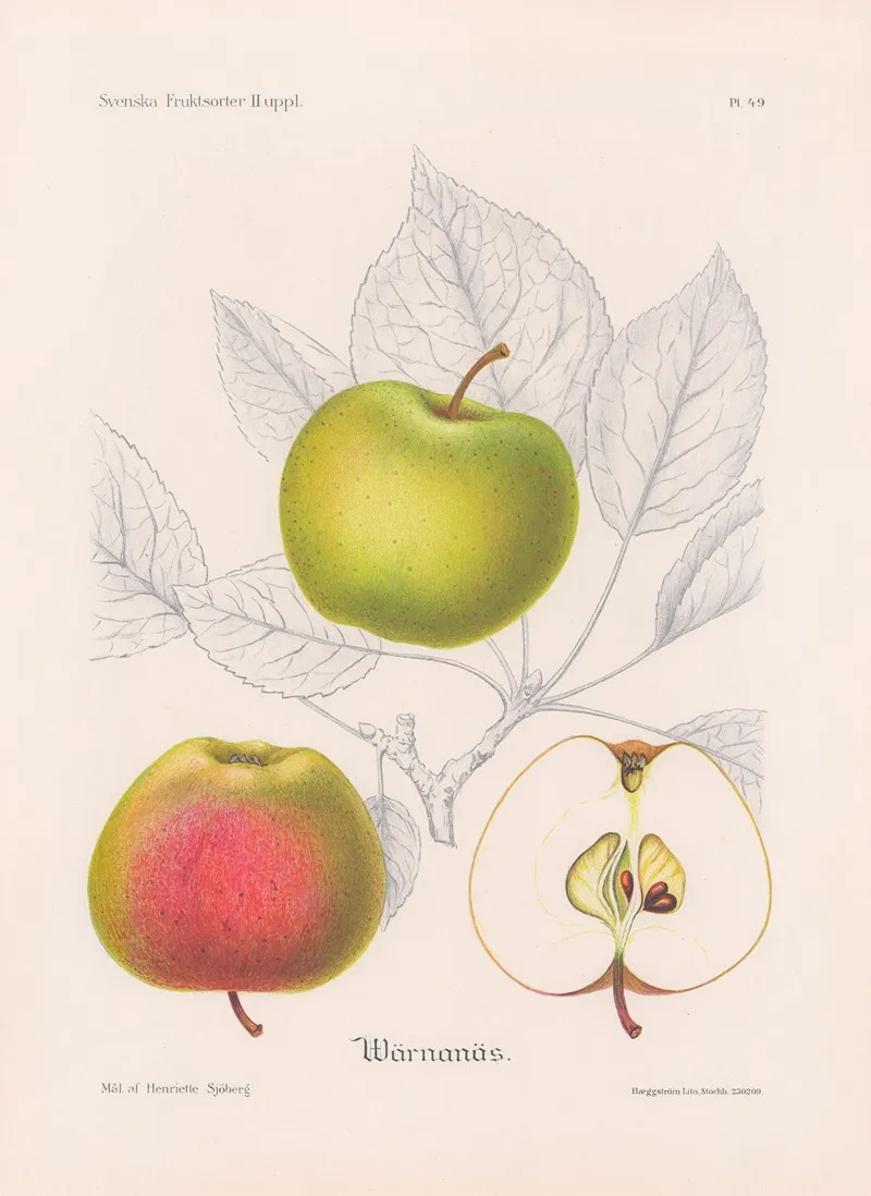 Varnanasapple Wall Art by Henriette Sjöberg - High-Resolution Digital Print