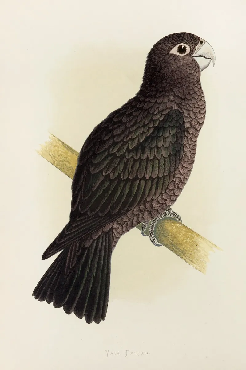 Vasa Parrot Wall Art by Alexander Francis Lydon - High-Resolution Digital Print