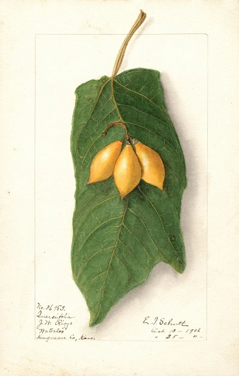 Vasconcellea Quercifolia Wall Art by Ellen Isham Schutt - High-Resolution Digital Print