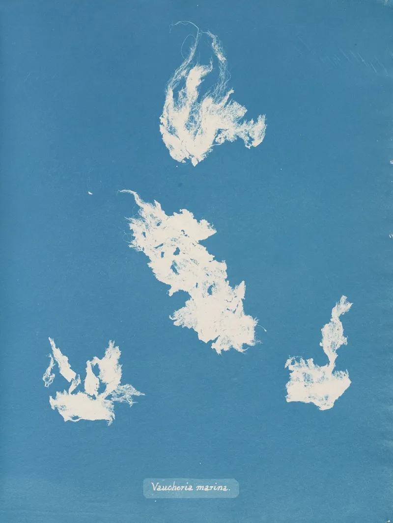 Vaucheria Marina Wall Art by Anna Atkins - High-Resolution Digital Print