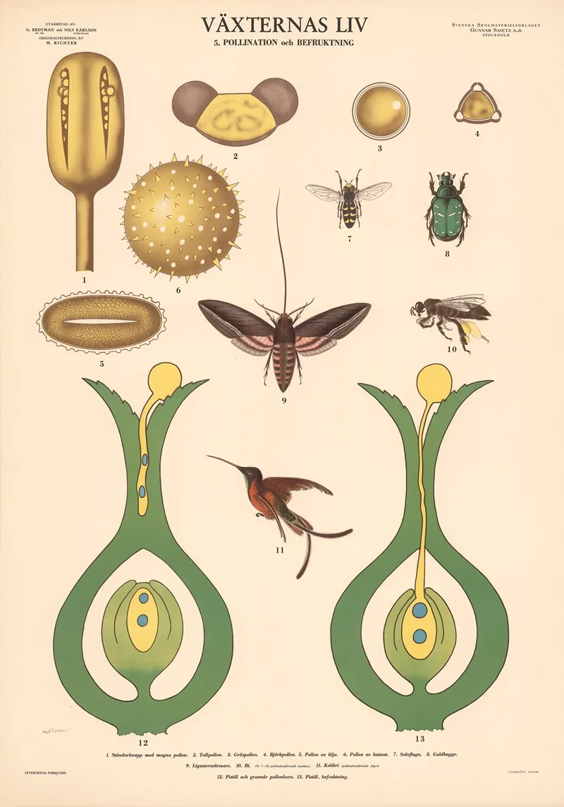 Vaxternas Liv 5 Pollination Och Befruktning Wall Art by Max Richter - High-Resolution Digital Print
