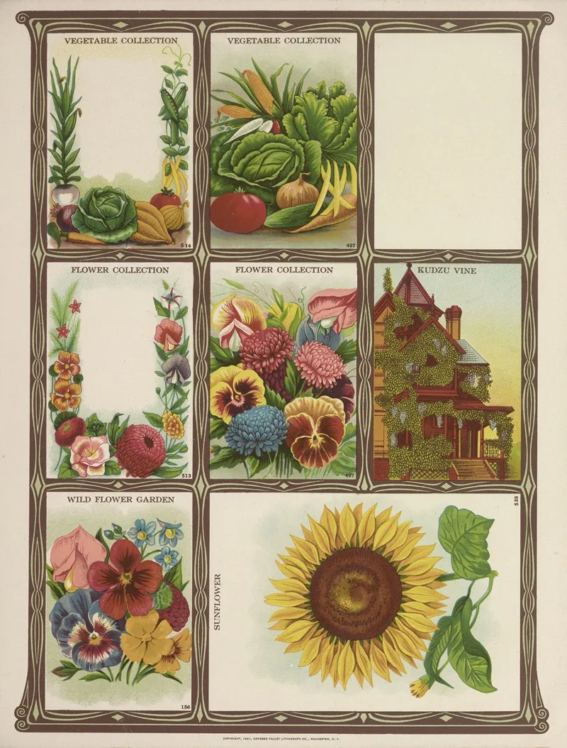 Vegetable And Flower Collection Wall Art by Genesee Valley Lithograph Co. - High-Resolution Digital Print