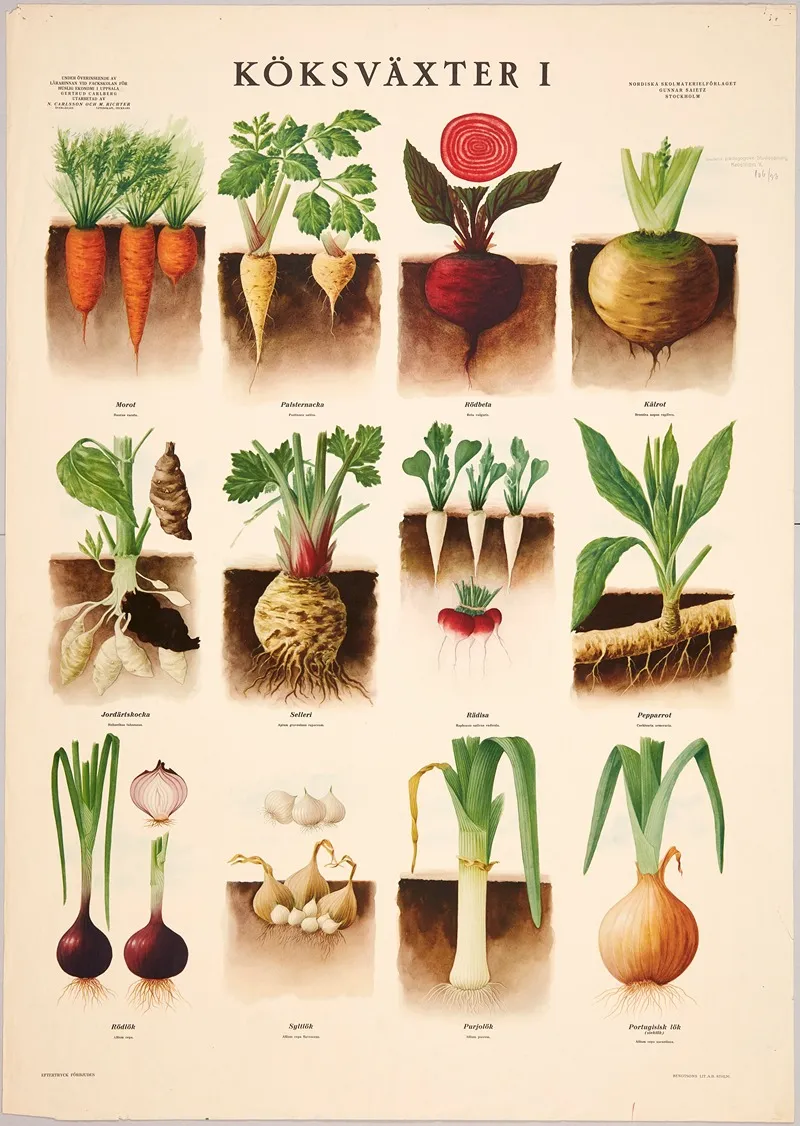 Vegetables I Wall Art by Max Richter - High-Resolution Digital Print