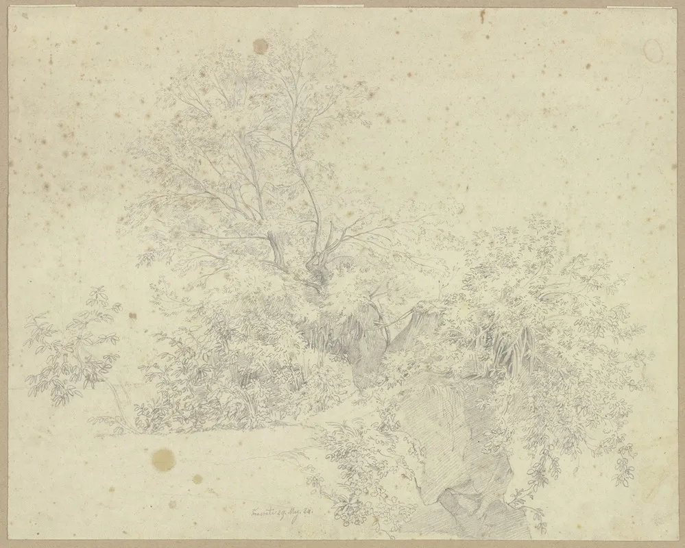 Vegetation Picture