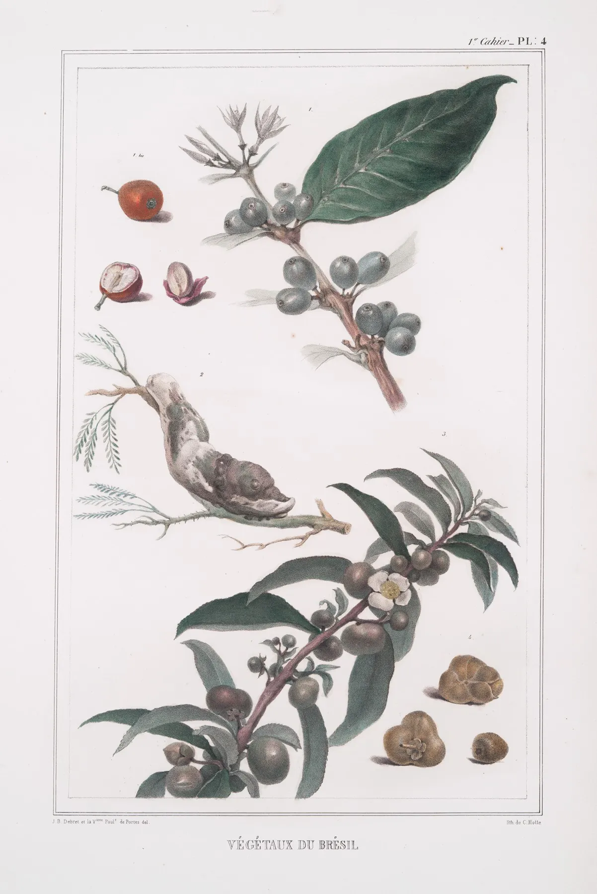 Vegetaux Du Bresil