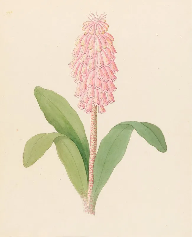 Veltheimia Viridifolia Veltheimia Bracteata Wall Art by Clemenz Heinrich Wehdemann - High-Resolution Digital Print