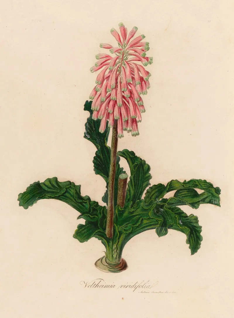 Veltheimia Viridifolia Wall Art by Gaetano Savi - High-Resolution Digital Print