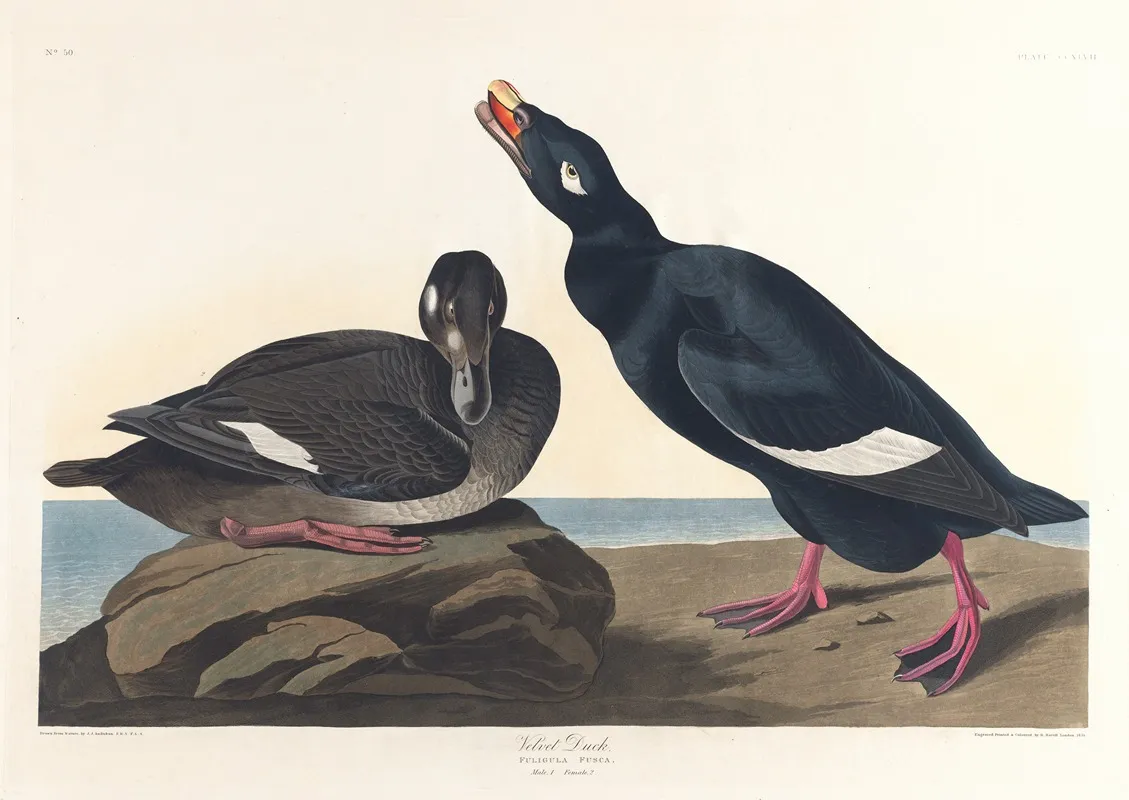 Velvet Duck Wall Art by John James Audubon - High-Resolution Digital Print