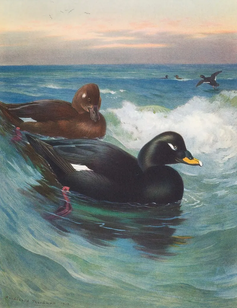 Velvet Scoter Wall Art by Archibald Thorburn - High-Resolution Digital Print