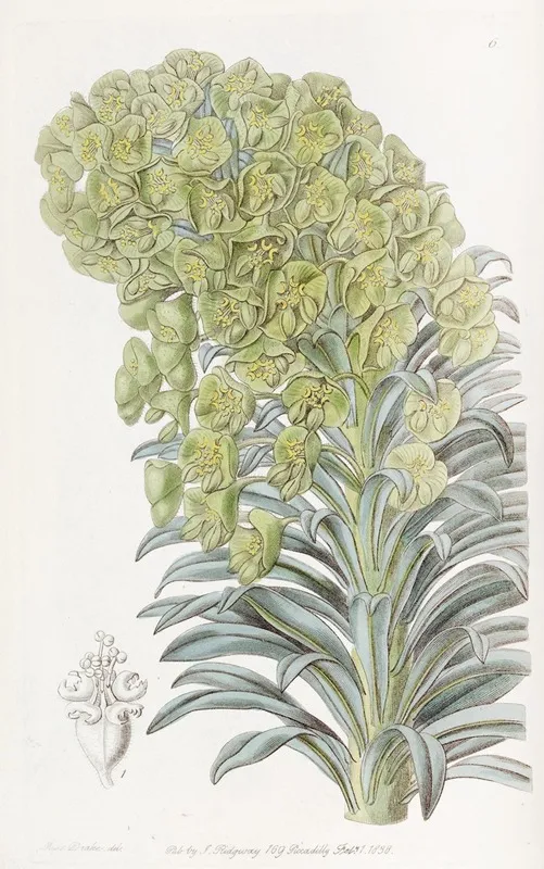 Venetian Euphorbia Wall Art by Sydenham Edwards - High-Resolution Digital Print
