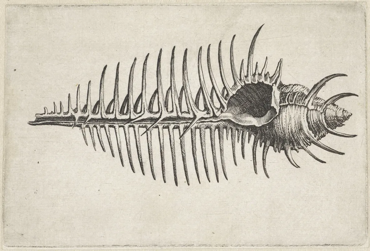 Venusis Comb Murex Murex Pecten