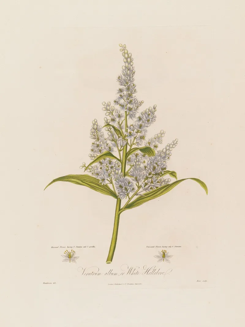Veratrum Album Or White Hellebore Wall Art by Robert John Thornton - High-Resolution Digital Print