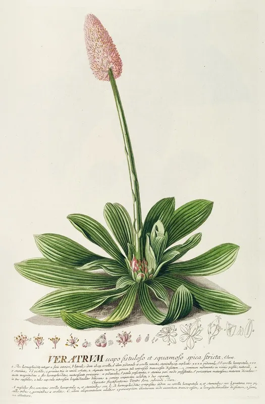 Veratrum Wall Art by Georg Dionysius Ehret - High-Resolution Digital Print