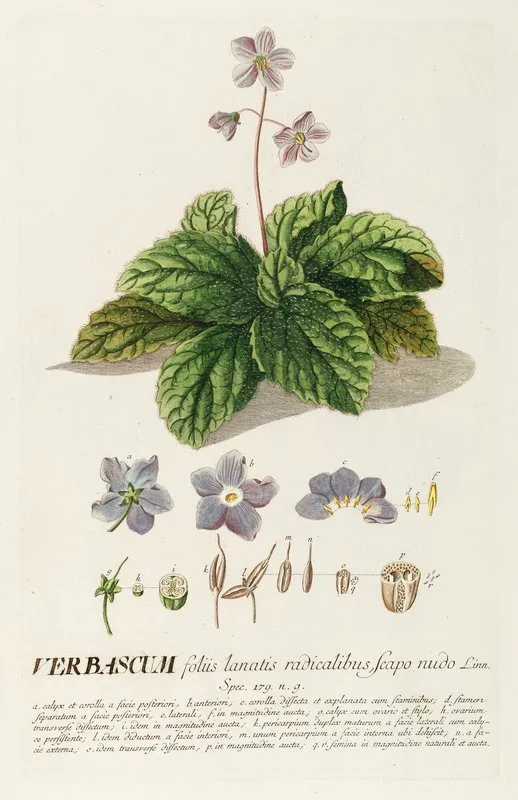Verbascum Wall Art by Georg Dionysius Ehret - High-Resolution Digital Print