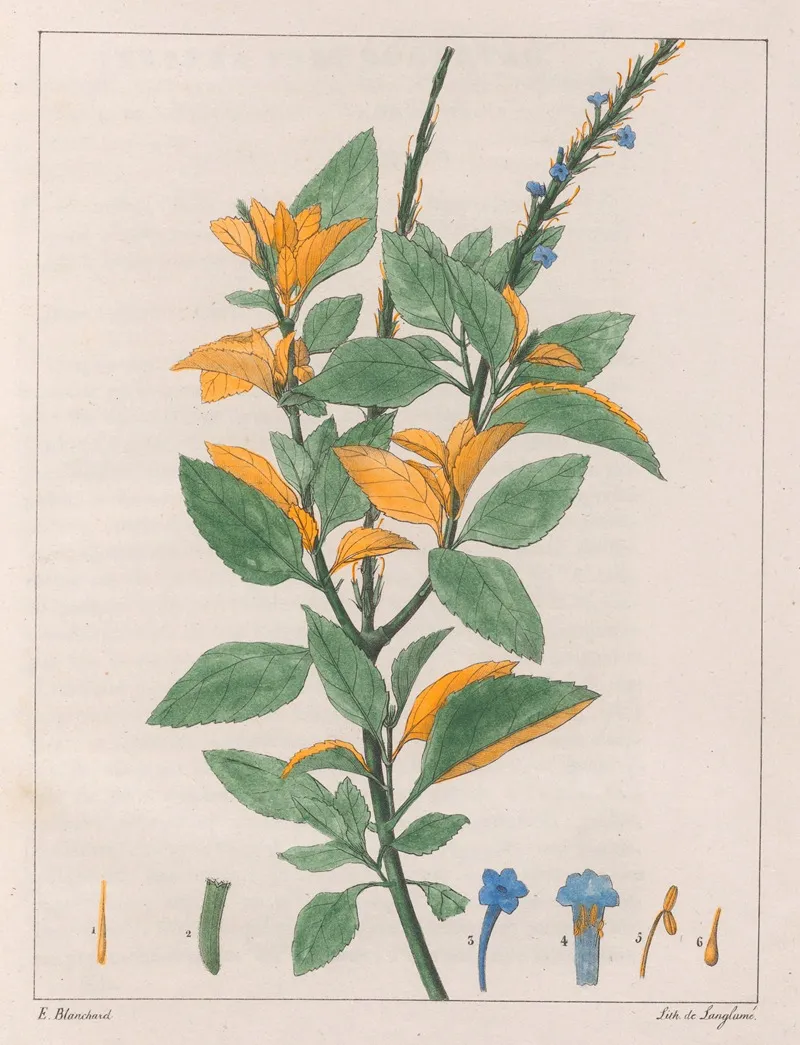 Verbena Jamaicensis Wall Art by Auguste de Saint-Hilaire - High-Resolution Digital Print