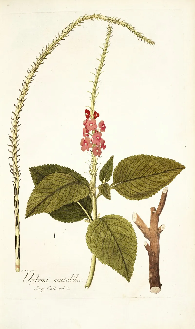 Verbena Mutabilis Wall Art by Nikolaus Joseph Freiherr von Jacquin - High-Resolution Digital Print