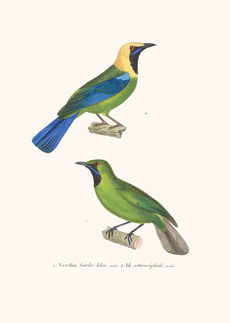 Verdin Barbe Bleue Wall Art by Coenraad Jacob Temminck - High-Resolution Digital Print