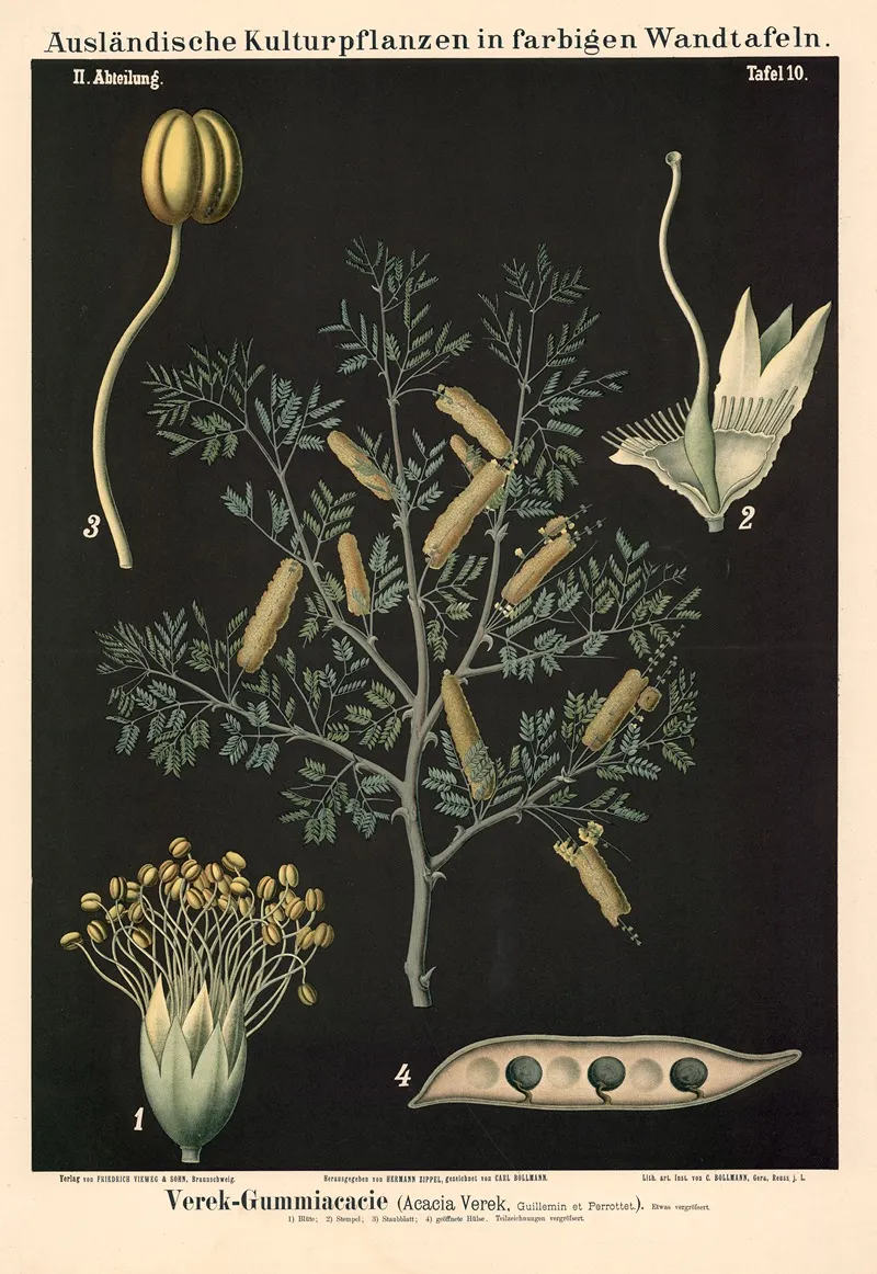 Verek Gummiacacie Acacia Verek Guillemin Et Perrottet Wall Art by Carl Bollmann - High-Resolution Digital Print