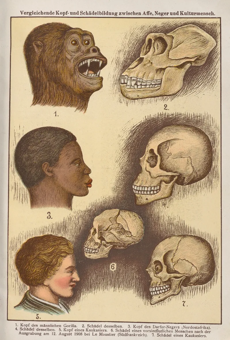 Vergleichende Kopf Und Schadelbildung Zwischen Affe Neger Und Kulturmensch Wall Art by Oskar Hoffmann - High-Resolution Digital Print