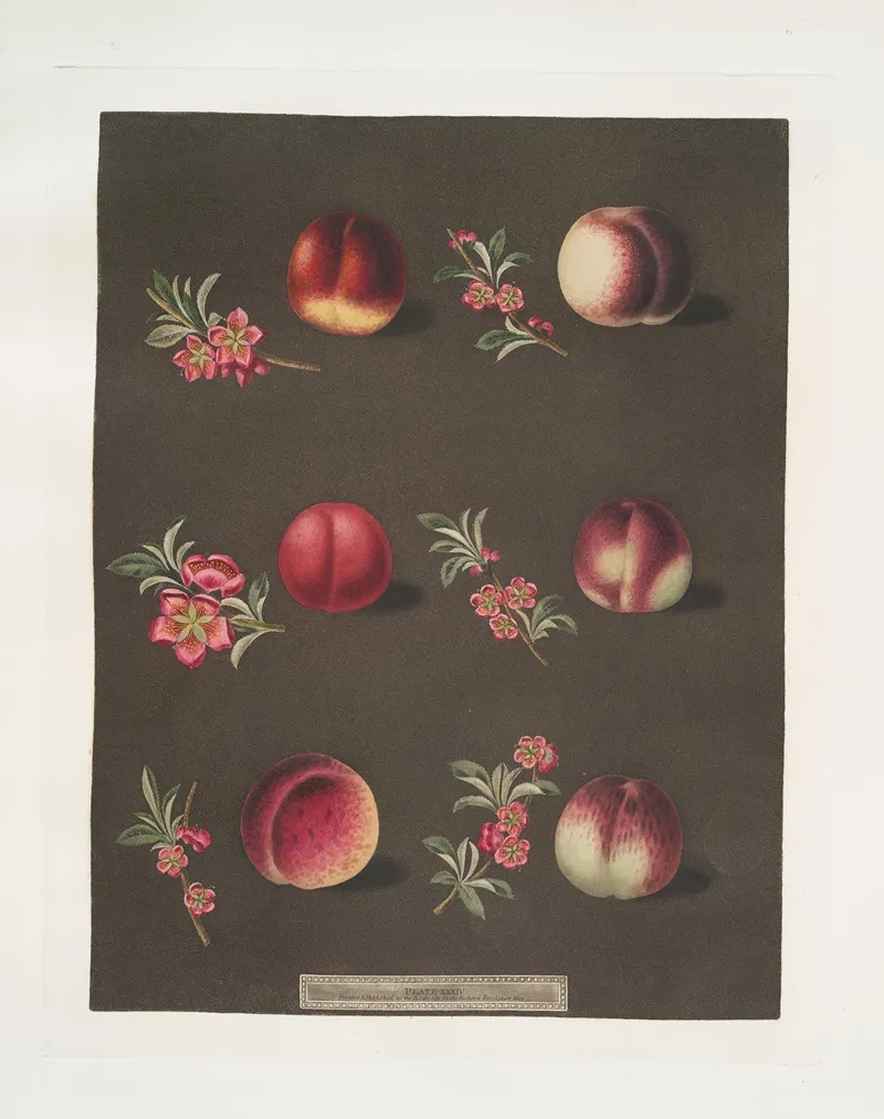 Vermash Violette Hative Red Roman North Scarlet Ell Rouge And The Peterborough Nectarines Wall Art by George Brookshaw - High-Resolution Digital Print