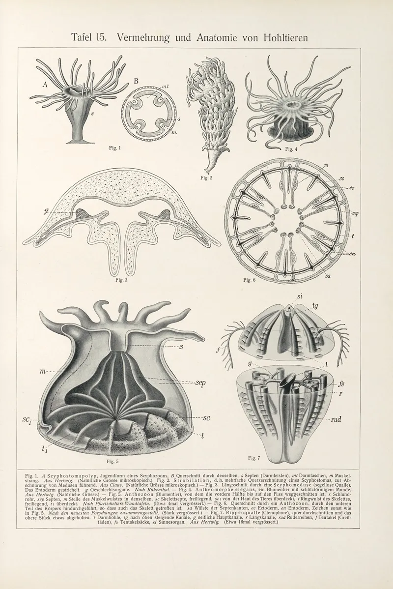 Vermehrung Und Anatomie Von Hohltieren