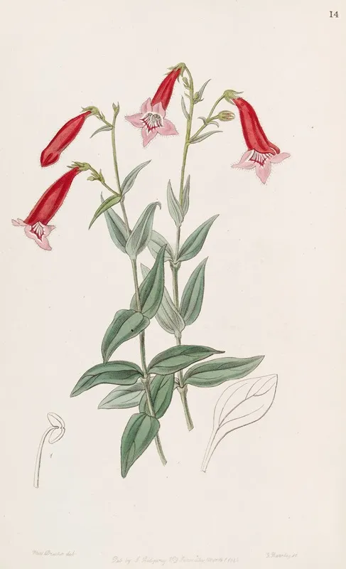 Vermilion Pentstemon Wall Art by Sydenham Edwards - High-Resolution Digital Print