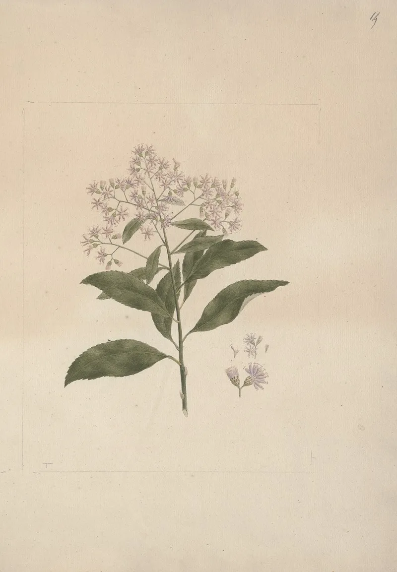 Vernonia Amygdalina Del Bitter Leaf