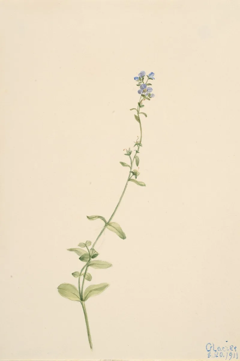 Veronica Serpyllifolia
