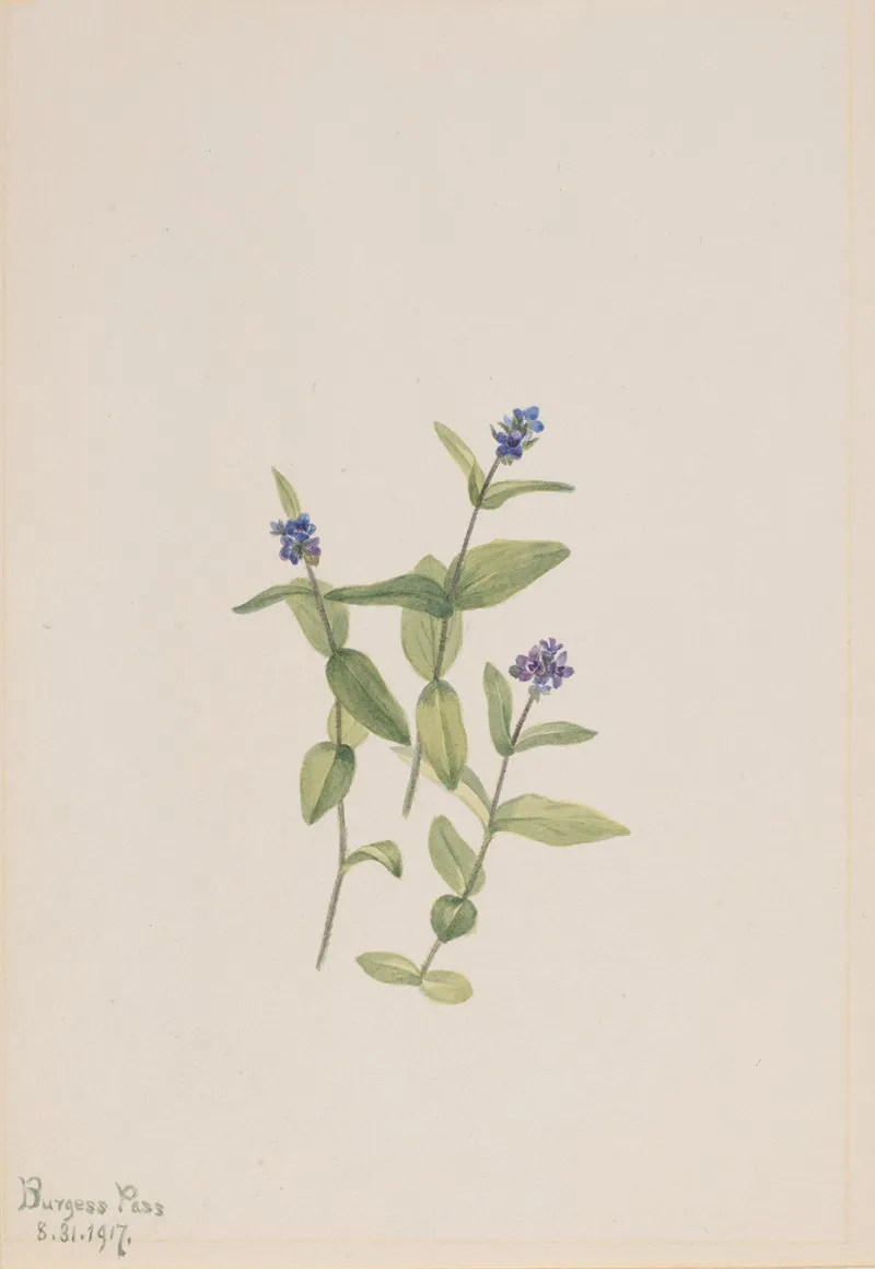 Veronica Wormskjoldii