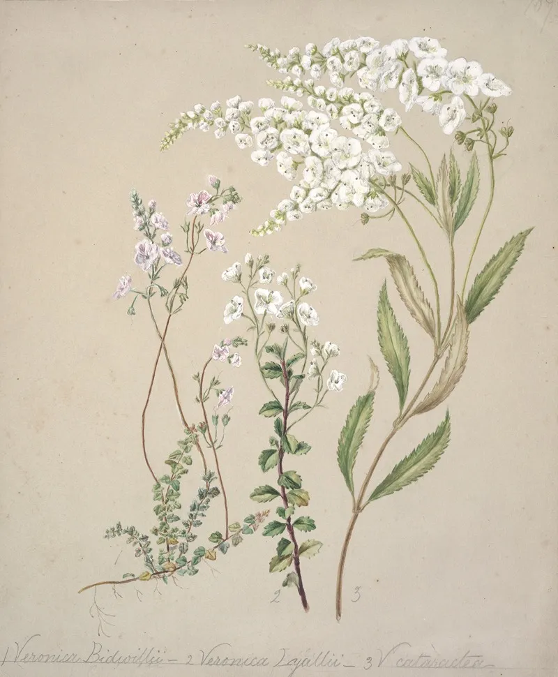 Veronica Wall Art by Sarah Featon - High-Resolution Digital Print