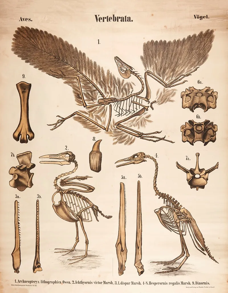 Vertebrates Birds Wall Art by Karl Alfred Zittel - High-Resolution Digital Print