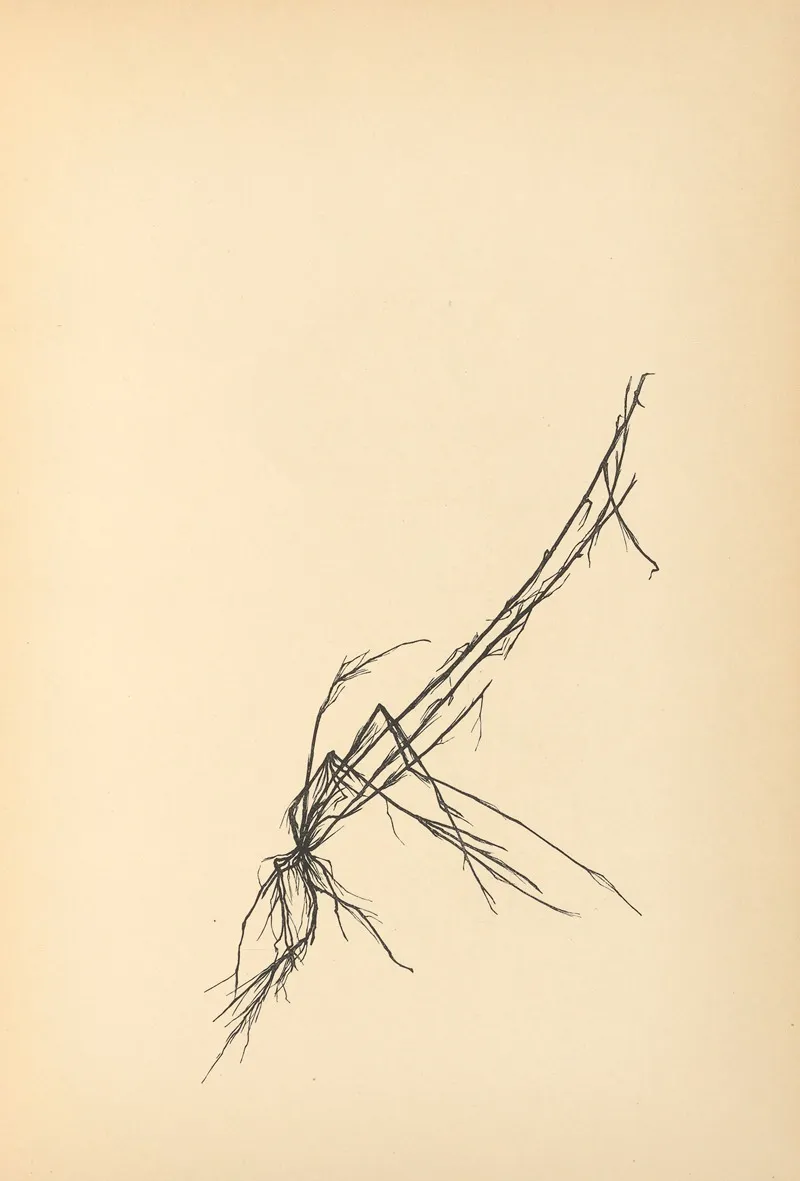 Vertrauen Pl 18