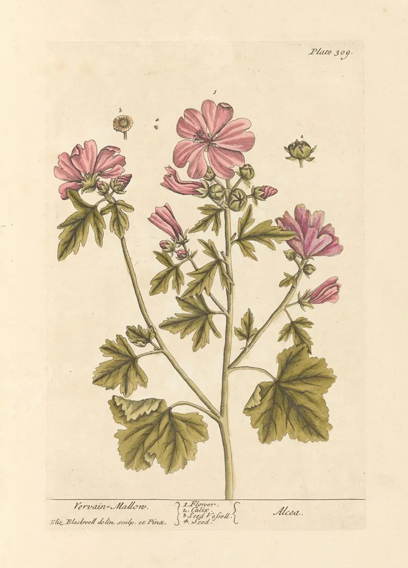 Vervain Mallow Wall Art by Elizabeth Blackwell - High-Resolution Digital Print