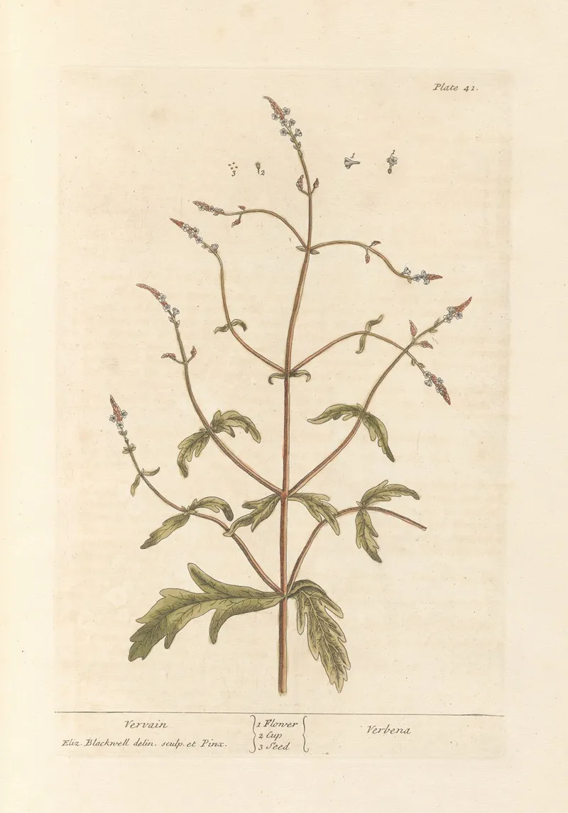 Vervain Wall Art by Elizabeth Blackwell - High-Resolution Digital Print
