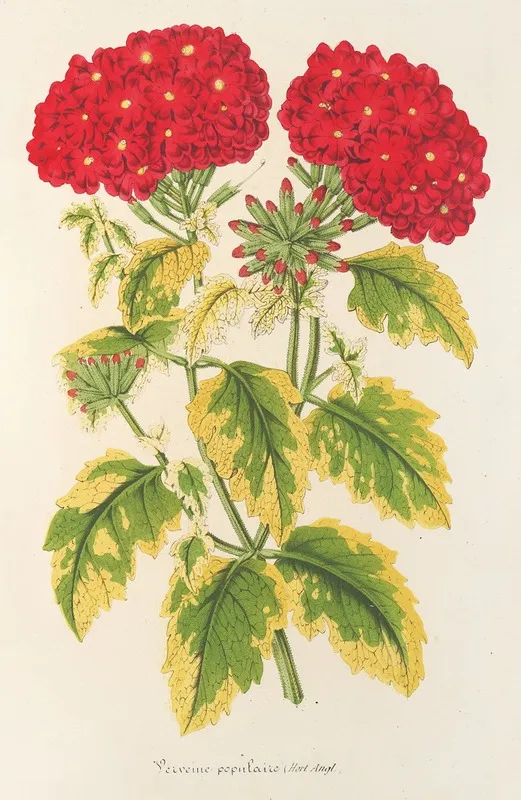 Verveine Panachee Dite Populaire Wall Art by Charles Antoine Lemaire - High-Resolution Digital Print